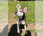 Small #11 Siberian Husky Mix