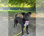 Small #16 Labrador Retriever Mix
