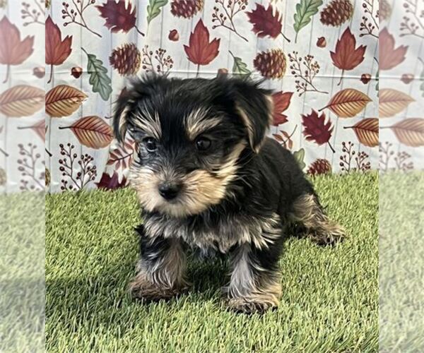 Medium Photo #5 Yorkshire Terrier Puppy For Sale in TUCSON, AZ, USA