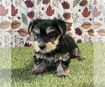 Small #4 Yorkshire Terrier