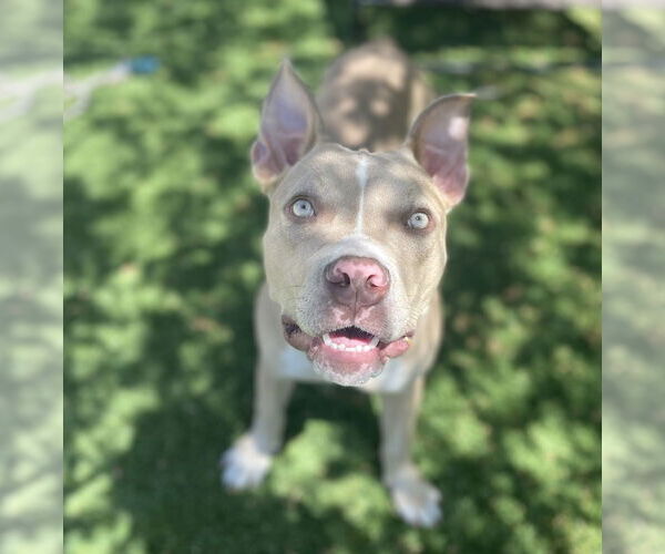 Medium Photo #3 American Pit Bull Terrier Puppy For Sale in Berkeley, CA, USA