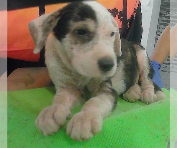 Medium Photo #6 Mutt Puppy For Sale in Lakewood, CO, USA
