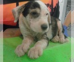 Small #5 Mutt