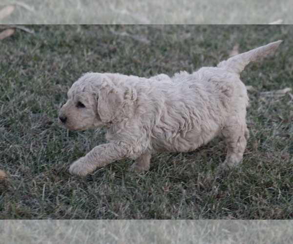 Medium Photo #3 Goldendoodle Puppy For Sale in MEMPHIS, MO, USA