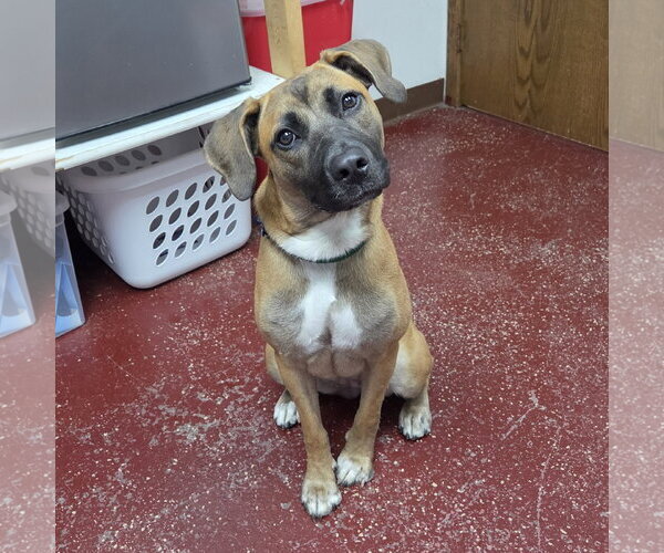Medium Photo #16 Mutt Puppy For Sale in Fargo, ND, USA