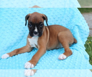 Boxer Puppy for sale in SHILOH, OH, USA