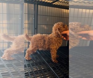Poodle (Miniature) Puppy for sale in LOWELL, MA, USA