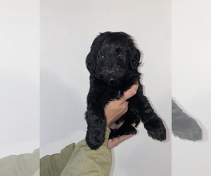 Aussiedoodle Puppy for sale in LAWRENCEBURG, IN, USA