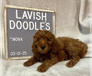 Goldendoodle (Miniature) Puppy for sale in MUSKEGON, MI, USA
