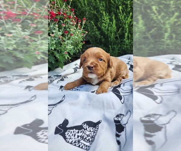 Medium Photo #6 Cavapoo mix (+ Poodle Miniature) Puppy For Sale in GREENWOOD, WI, USA