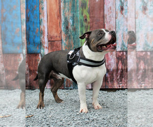 Father of the American Bully puppies born on 10/05/2020