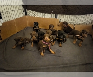 Doberman Pinscher Puppy for sale in HOUSTON, TX, USA