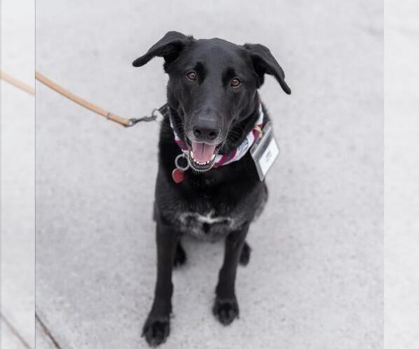 Medium Photo #1 Labrador Retriever-Unknown Mix Puppy For Sale in San Diego, CA, USA