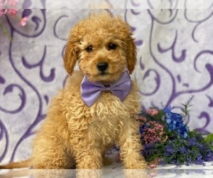 Cavapoo Puppy for sale in LANCASTER, PA, USA