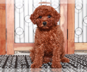 Goldendoodle (Miniature) Puppy for sale in NAPLES, FL, USA