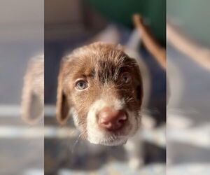 Labrador Retriever-Unknown Mix Dogs for adoption in The Woodlands, TX, USA