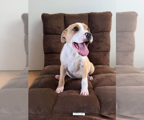 Medium Photo #1 Labrador Retriever-Unknown Mix Puppy For Sale in Dana Point, CA, USA