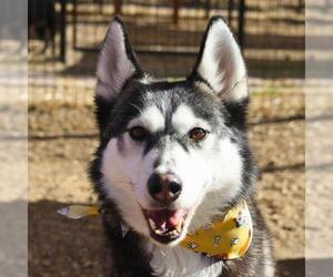 Siberian Husky-Unknown Mix Dogs for adoption in San Antonio, TX, USA