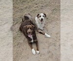 Small #1 Australian Shepherd