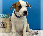 Small #2 Lab-Pointer