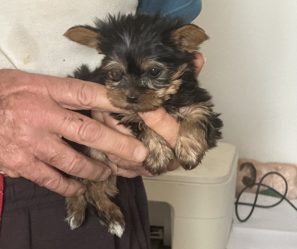Medium Photo #1 Yorkshire Terrier Puppy For Sale in LAMAR, CO, USA