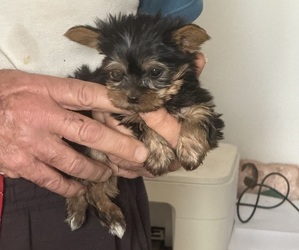 Medium Yorkshire Terrier