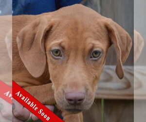 Labralas Dogs for adoption in Huntley, IL, USA