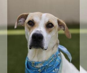 American Staffordshire Terrier Dogs for adoption in San Antonio, TX, USA