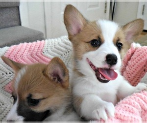 Pembroke Welsh Corgi Puppy for sale in BLAND, MO, USA