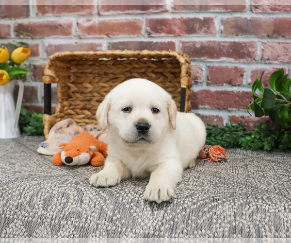 Medium Photo #7 Labrador Retriever Puppy For Sale in SYRACUSE, IN, USA