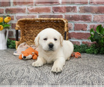 Small #6 Labrador Retriever
