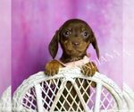 Small #3 Dachshund