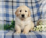 Small Photo #1 Golden Retriever Puppy For Sale in GAP, PA, USA