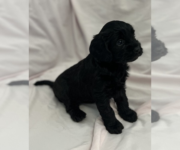 Medium Photo #4 Cavapoo Puppy For Sale in PENSACOLA, FL, USA