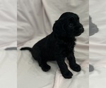 Small Photo #4 Cavapoo Puppy For Sale in PENSACOLA, FL, USA