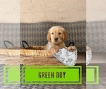 Small Photo #1 Golden Retriever Puppy For Sale in PEORIA, AZ, USA