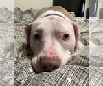 Small #5 American Pit Bull Terrier Mix