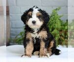 Small #3 Bernedoodle (Miniature)