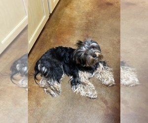 Mother of the Yorkshire Terrier puppies born on 01/14/2025