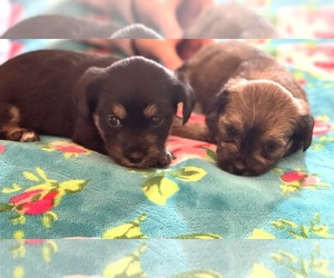 Shorkie Tzu Puppy for sale in LEBANON, OR, USA