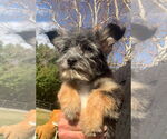 Small #10 Shih Tzu Mix