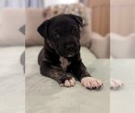 Small #3 Staffordshire Bull Terrier Mix