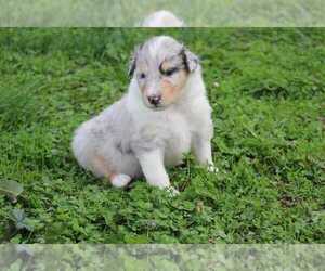 Collie Puppy for sale in Torquay, Devon (England), United Kingdom