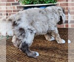 Small #9 Aussiedoodle