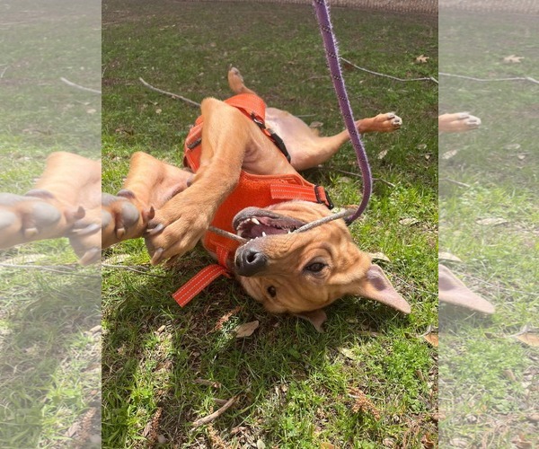 Medium Photo #5 Mutt Puppy For Sale in Rowlett, TX, USA