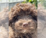 Small #4 Havanese
