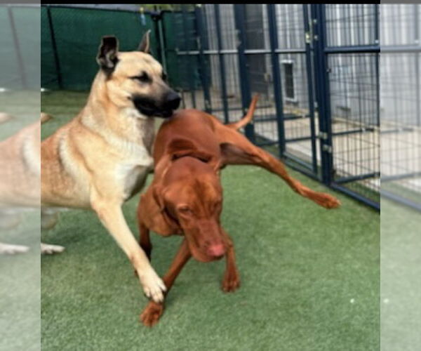 Medium Photo #4 German Shepherd Dog-Unknown Mix Puppy For Sale in Winston Salem, NC, USA