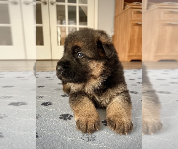 Medium Photo #1 German Shepherd Dog Puppy For Sale in MAPLE GROVE, MN, USA