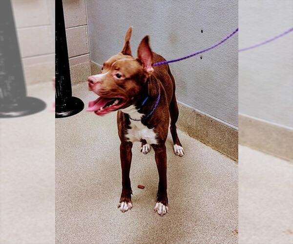 Medium Photo #1 American Pit Bull Terrier-Unknown Mix Puppy For Sale in Las Vegas, NV, USA