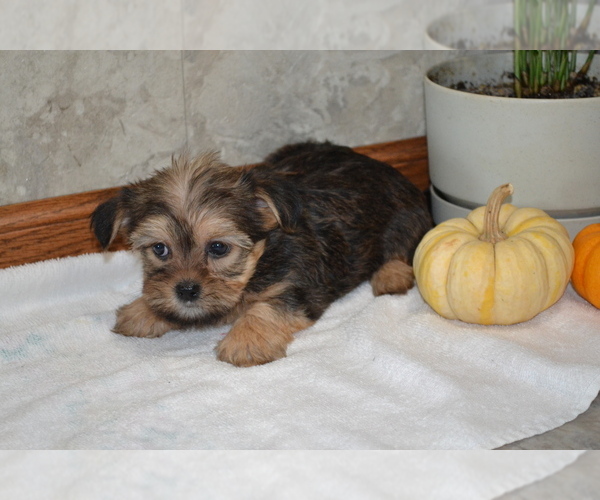 Medium Photo #4 Yorkshire Terrier-Zuchon Mix Puppy For Sale in GREENWOOD, WI, USA